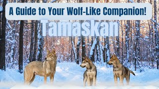 🐺 Tamaskan Unleashed A Complete Guide to Your WolfLike Companion 🌲🐾 [upl. by Mauceri9]