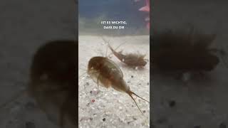 Triops richtig füttern [upl. by Cramer]