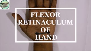 Surface Marking of Flexor Retinaculum of Hand [upl. by Annice]