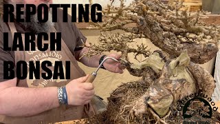 Repotting a Larch Bonsai  Greenwood Bonsai [upl. by Rehtnug]