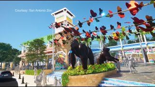 10 million donation to San Antonio Zoo will create largest gorilla habitat in the country [upl. by Otrebmuh]