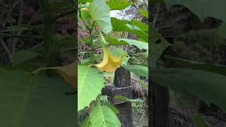 46 Datura quotAngel Trumpetquot [upl. by Onoitna]