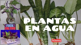 Plantas que se pueden Cultivar en agua Plantas de InteriorArreglos en cristal liclonny [upl. by Niltac]