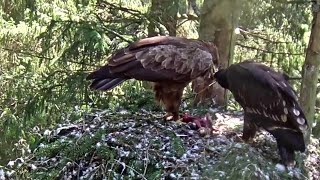 SuurkonnakotkasTiiu takes the hare and starts feeding her little eaglet1233 pm 20200808 [upl. by Mellisa]