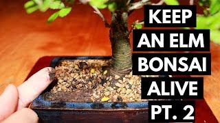 Chinese Elm Bonsai Care Watering Part 2 [upl. by Downs]