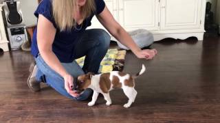 Jack Russell puppy training 9 weeks [upl. by Atelahs84]