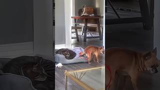 Dog Sneaks a Nap on Cats Bed shortsvideo [upl. by Onairda132]