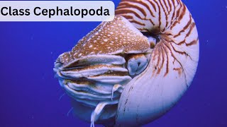 Class Cephalopoda  Complete Lecture UrduHindi [upl. by Raffo426]