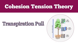 Mechanism of Transpiration Pull cohesion tension theory [upl. by Ahsenauq]