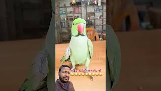 To ne banaya sonu ko bebkoof funny comedy talkingparrot greenscreen mithu tota parrot video [upl. by Arahd]