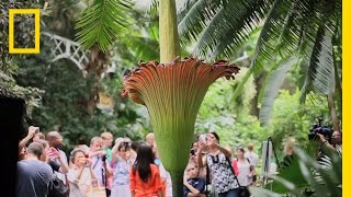 The Corpse Flower Behind the Stink  National Geographic [upl. by Mandych240]