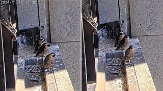 367 Collins St Falcons Chicks Stay Together as Parents Withhold Food in Prep for Fledge🦋2024 Nov 10 [upl. by Notsyrb929]