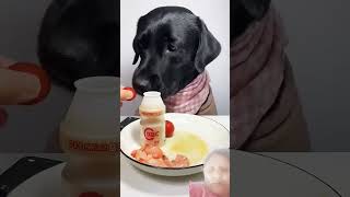 Dog 🐕 taking own diet comedyshort [upl. by Mcnutt]