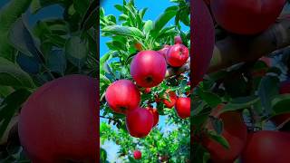 Enjoy beautiful dried persimmon fruits 🥝🍎🍓🍇🥭🍉🍊🥰shorts nature fruit garden foryou viralvideos [upl. by Marcelo]