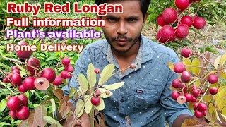 Ruby Red Longan fruit tree  Best Colourful Longan variety  Plants available  Online Delivery [upl. by Anial]