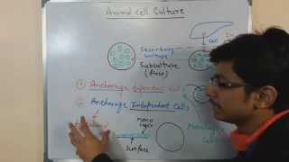 Animal cell culture 6  cell types [upl. by Niwle]