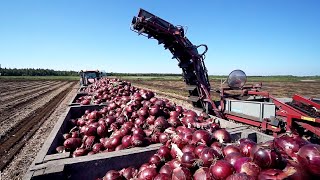 World Modern Agriculture Technology  Broccoli Cabbage carrot onion Harvesting machine 2021 [upl. by Eido]