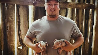 GLOUCESTERSHIRE OLD SPOTS NEW PIGS ON THE FARM AND WE HAVE PIGLETS talk about breed preservation [upl. by Zarla]