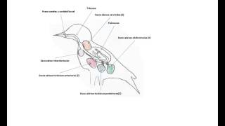 Respiración en aves [upl. by Marquet]