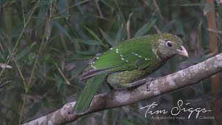 Green Catbird Ailuroedus crassirostris HD Video Clip 1  1 [upl. by Geffner]