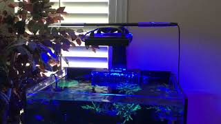 Waterbox marine 602 AI blade coral grow review chalice s Lemon Peel Angel [upl. by Durst304]