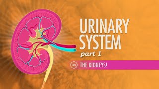 Urinary System Part 1 Crash Course Anatomy amp Physiology 38 [upl. by Yentterb629]