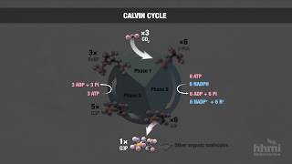 Photosynthesis Part 6 Calvin Cycle  HHMI BioInteractive Video [upl. by Godbeare790]