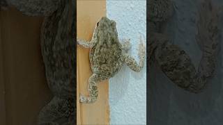 Leap and Climb A Frogs Adventure fypシ゚viral rabbits youtubeshorts spider cute 2024 [upl. by Evin]