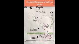 Ecological Response of Light to PlantsLight as an Ecological Factor [upl. by Anod78]