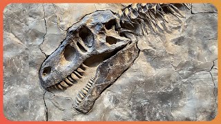 3 Hours Uncovering One Of Earths Oldest Dinosaurs 4K Documentary [upl. by Nahtan997]