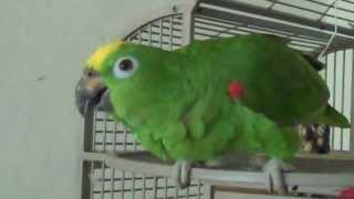 Amazon Parrot Sings Opera Pavarotti [upl. by Yorgen]