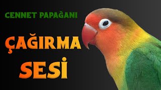 Cennet papağanı Çağırma Sesi  Sevda Cennet Papağanı Sesi [upl. by Nuncia]