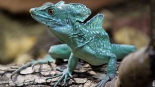 Basilisk Lizard [upl. by Gery]