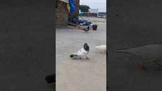 Kalsira kabutar 😱🕊️ pigeon birds shortvideo short pigeonlover pets petlover kabutarbazi [upl. by Fariss]