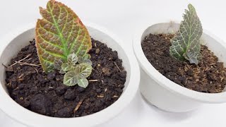 Episcia Cupreata with Babies from Single Leaf Cuttings Propagated in Soil Flame Violet [upl. by Ppilihp]