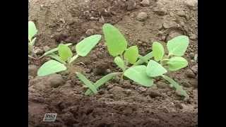 LABORES CULTURALES EN EL CULTIVO DE LA QUINUA [upl. by Blanca]