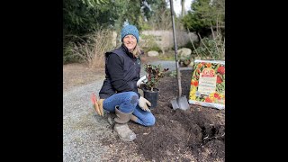 How to plant a Rhododendron [upl. by Gardal]