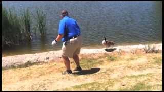 Goose attacks golfer [upl. by Fi]