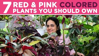 7 Red amp Pink Colored Plants you should own  Plants you can gift on valentines day [upl. by Allemap]