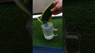 Snake Plant Propagation In Water [upl. by Aaronson]