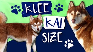 Alaskan Klee Kai Size What Size Are Klee Kai AKK [upl. by Folger963]