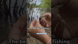 How to use worm as a fishing bait fishing tricks and tips [upl. by Fabri]