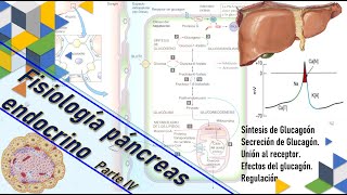 Fisiología Páncreas endocrino pt IV Glucagón síntesis efectos secreción regulación [upl. by Raffaj259]