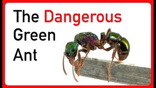 Catching 50 Green Ant Queens  4 Facts You Never Knew [upl. by Atsilac16]