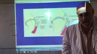 Anatomia comparada articulaciones equino [upl. by Pierce]