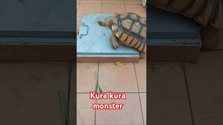 Kura kura monster waktunya makan turtle kurakura [upl. by Iror]