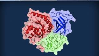 Biochimica strutturale  Proteine ed enzimi [upl. by Halihs]