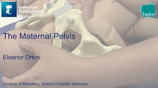 The Maternal Pelvis [upl. by Gerius173]