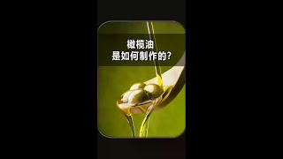 揭秘工厂橄榄油制作过程，看完你还想吃吗？ 科普 涨知识 地球流浪指南 [upl. by Swenson720]