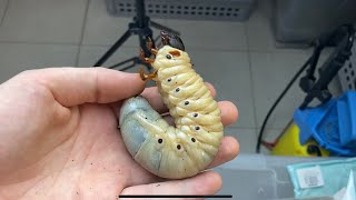 Hercules beetle lifecycle [upl. by Leval]